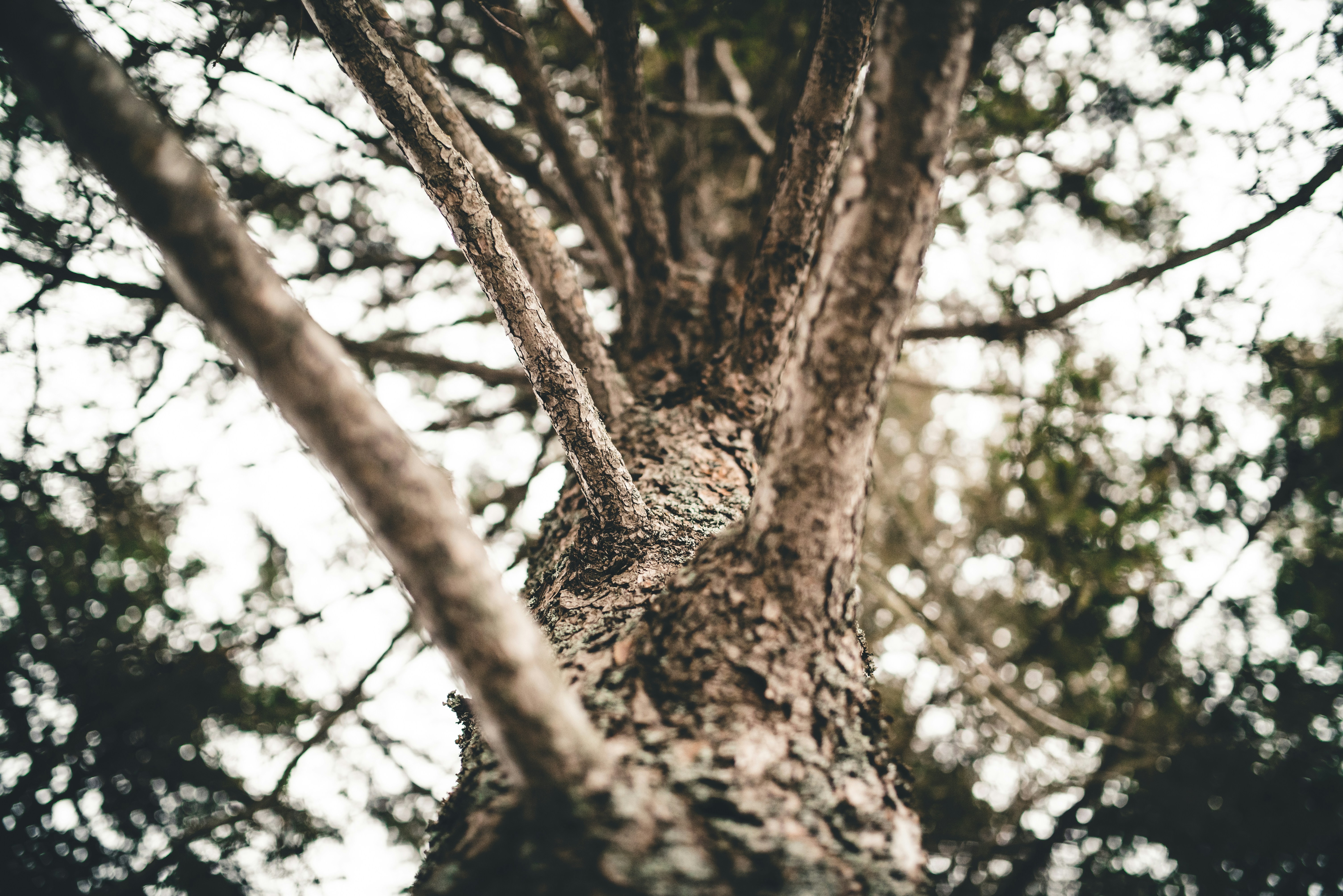 Photo by porkbellysteve