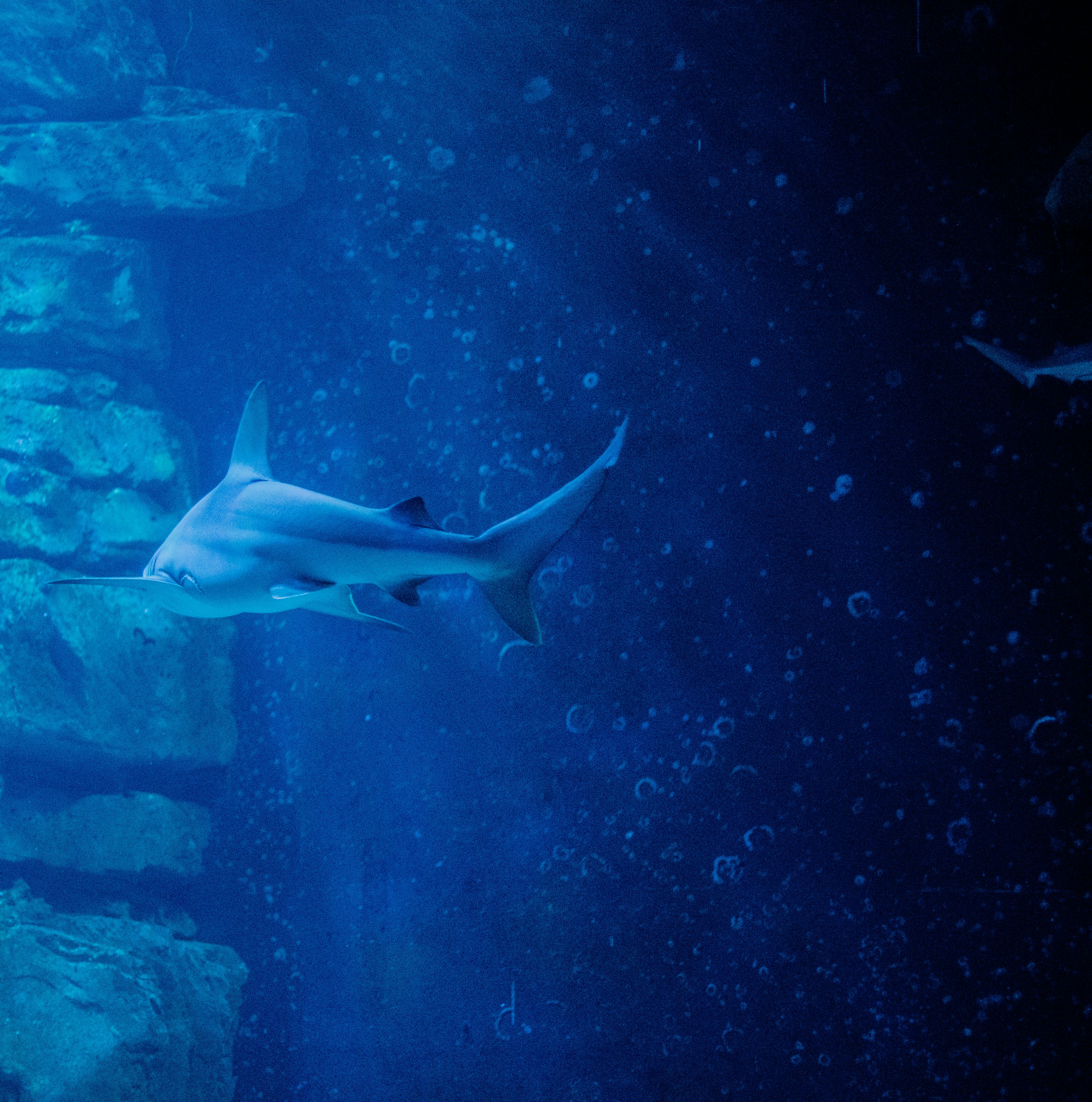 全新评测水族馆游戏手机—探索海洋生物的奇幻之旅