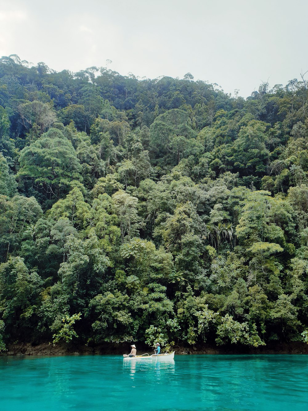 green trees and white canoe boat