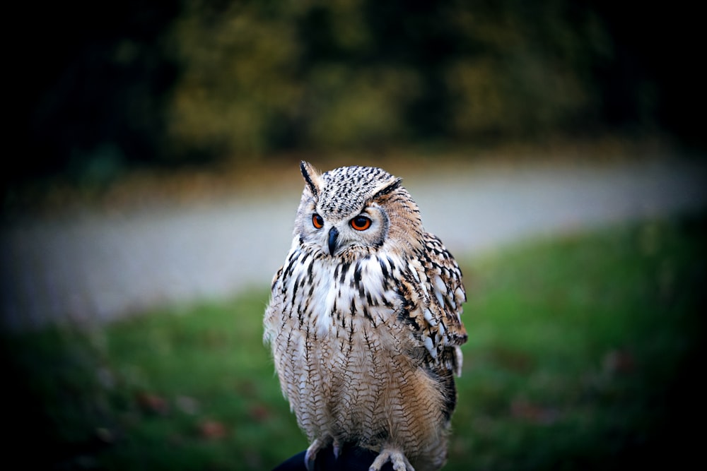 brown and white owl