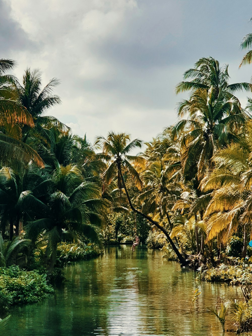 palm trees beside river