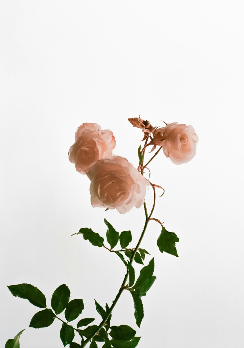 fleur de rose rose