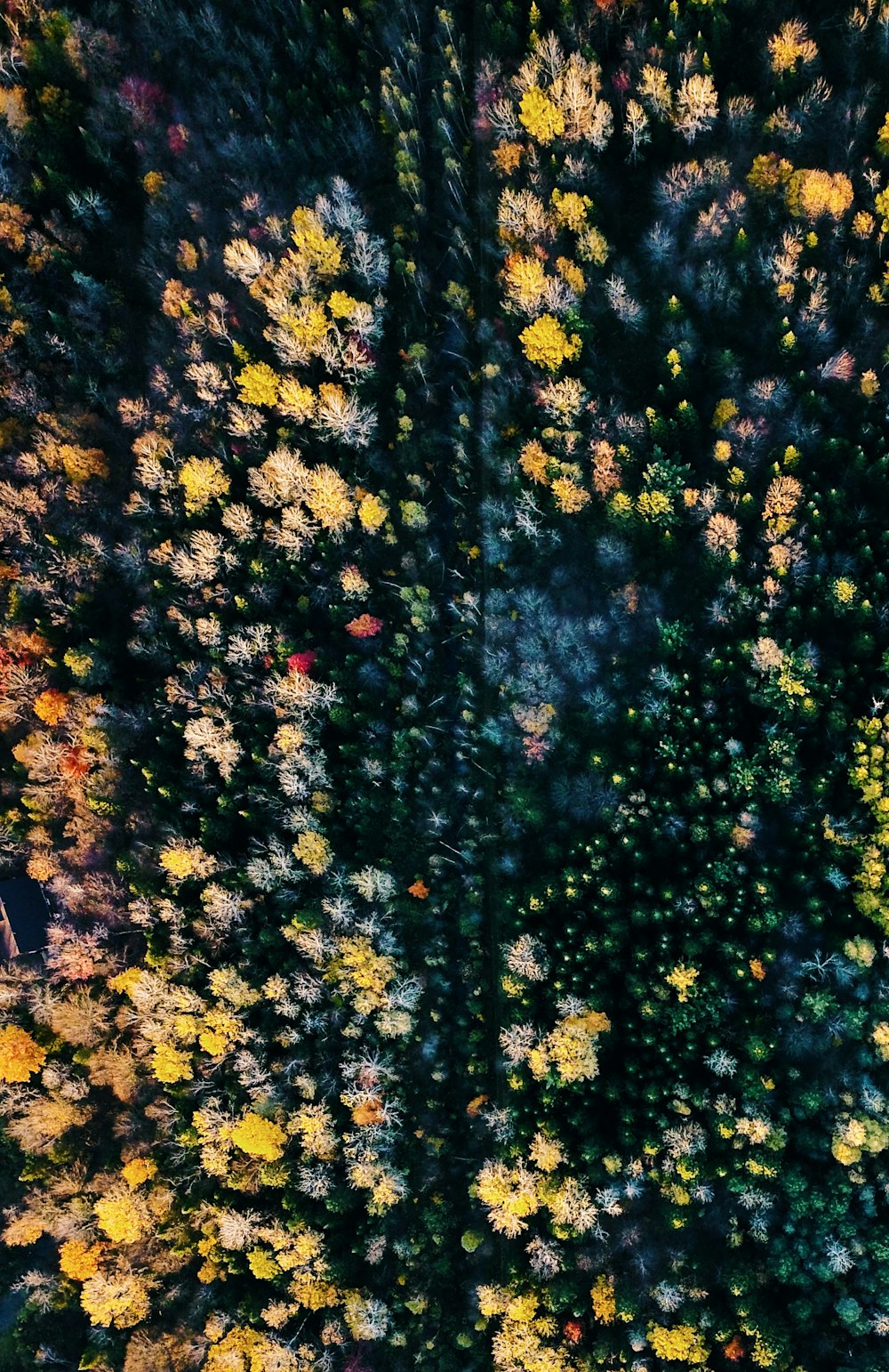 yellow petaled flowers