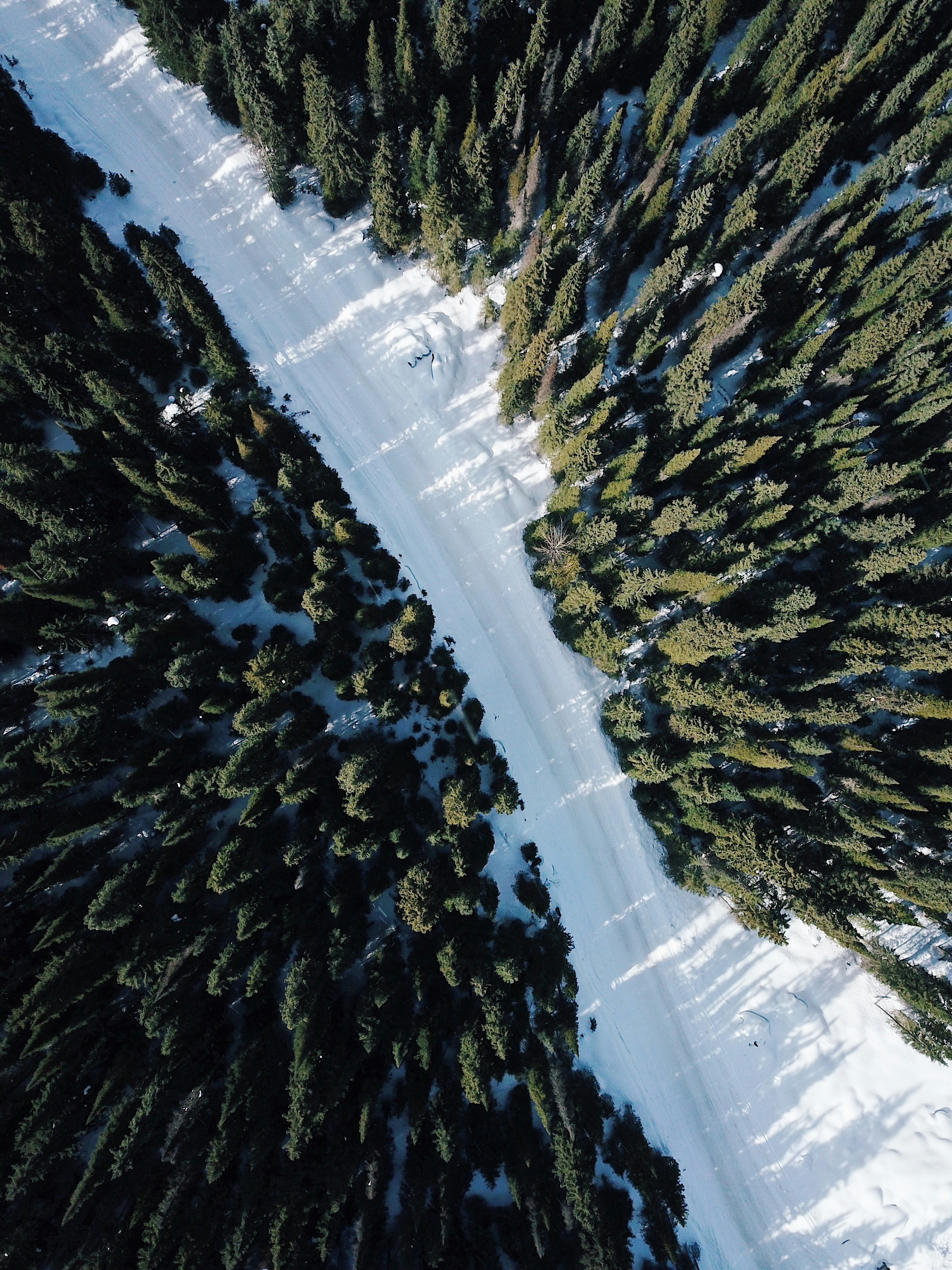aerial photography of green pine trees