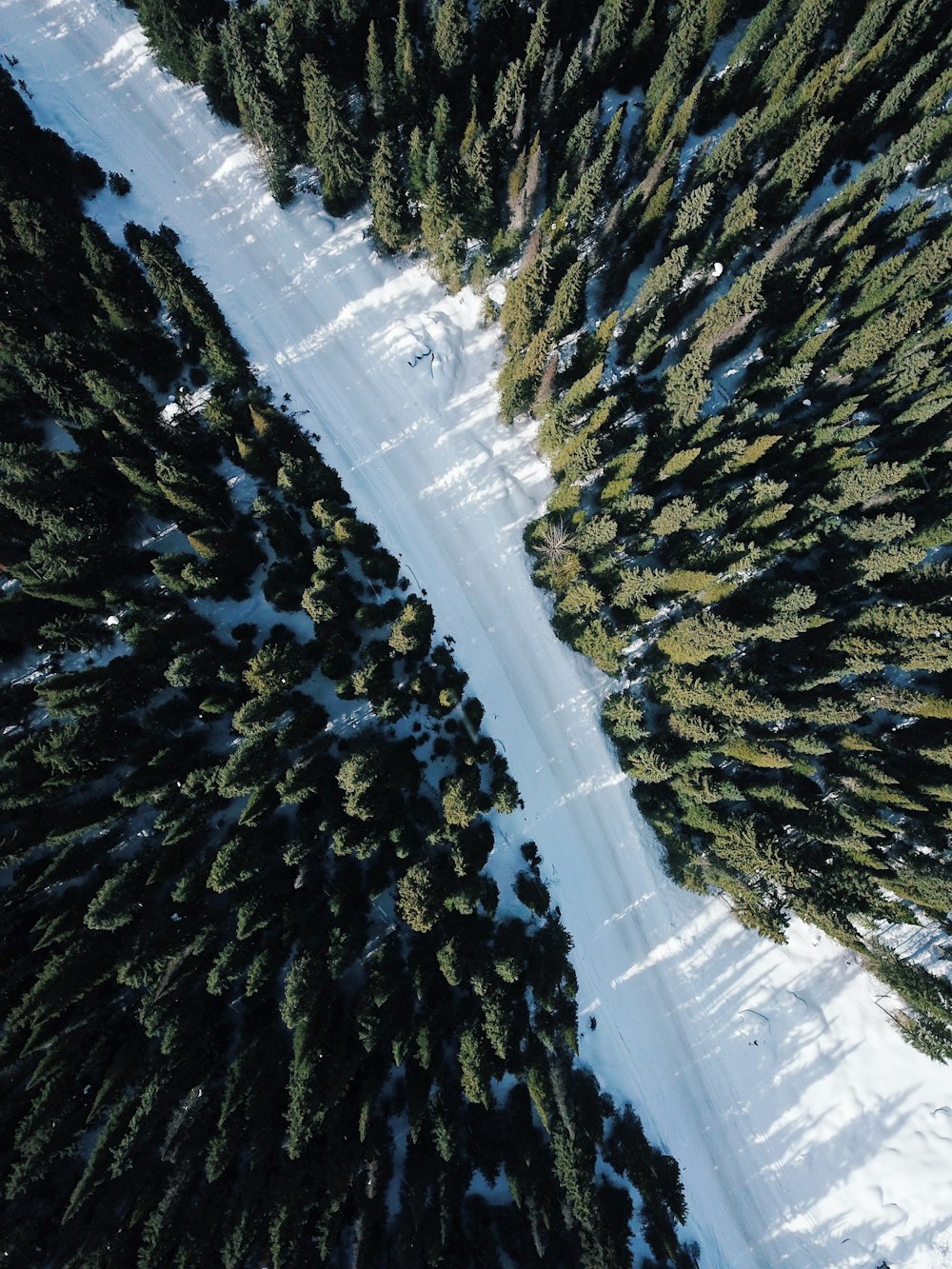 aerial photography of green pine trees