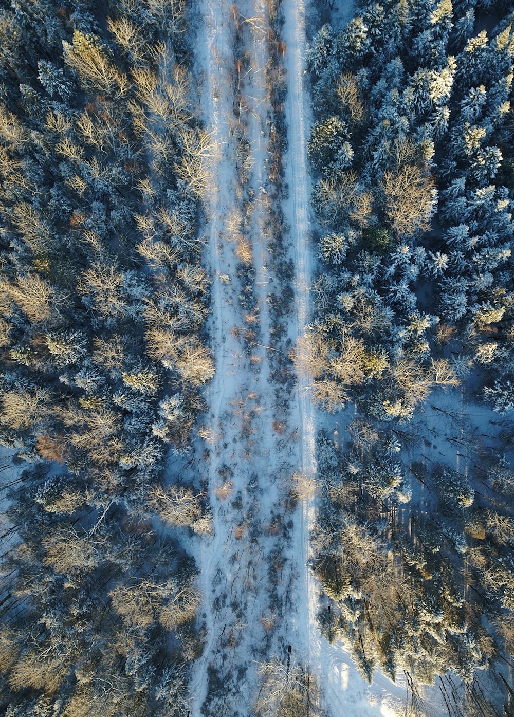 snow covered road and trees