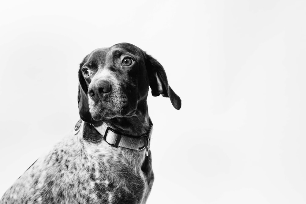 foto in scala di grigi del cane