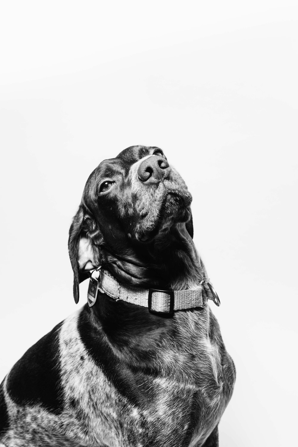 grayscale photo of dog