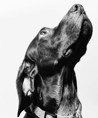 black short-coated large dog