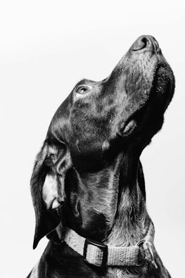 black short-coated large dog