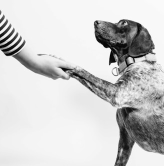 grayscale photo of person and dog holding hands