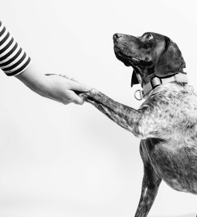 grayscale photo of person and dog holding hands