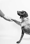 grayscale photo of person and dog holding hands