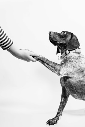 grayscale photo of person and dog holding hands