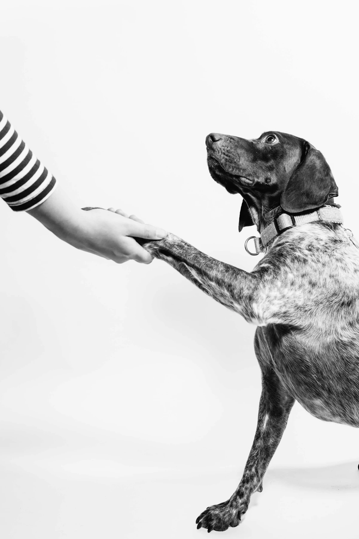 Close-up of a dog's paw and nails — dog nail curling into paw pad