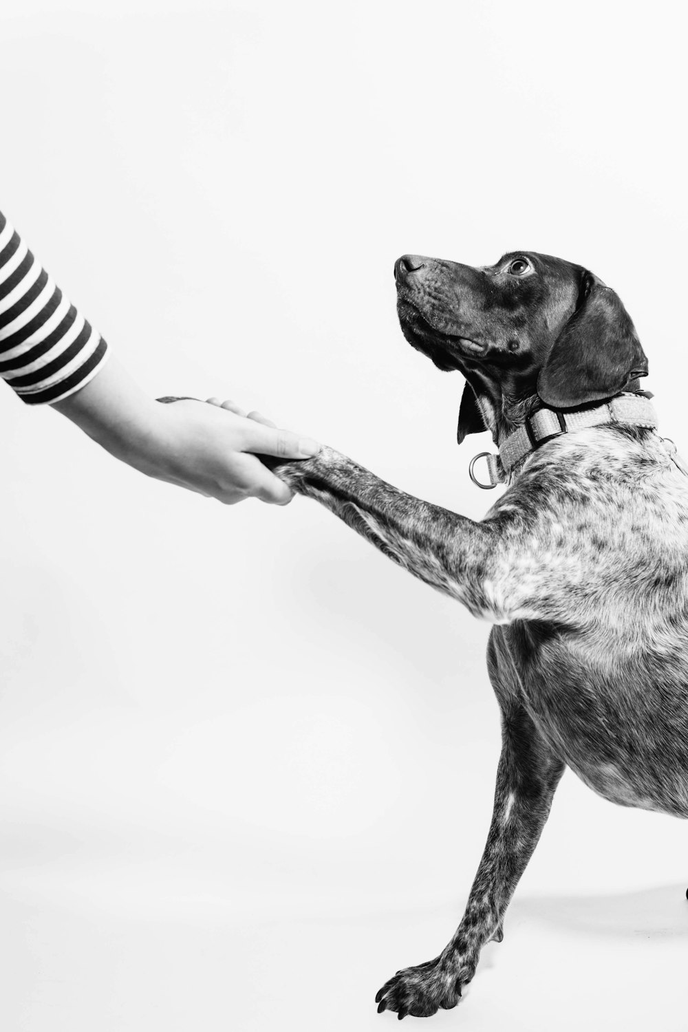 grayscale photo of person and dog holding hands