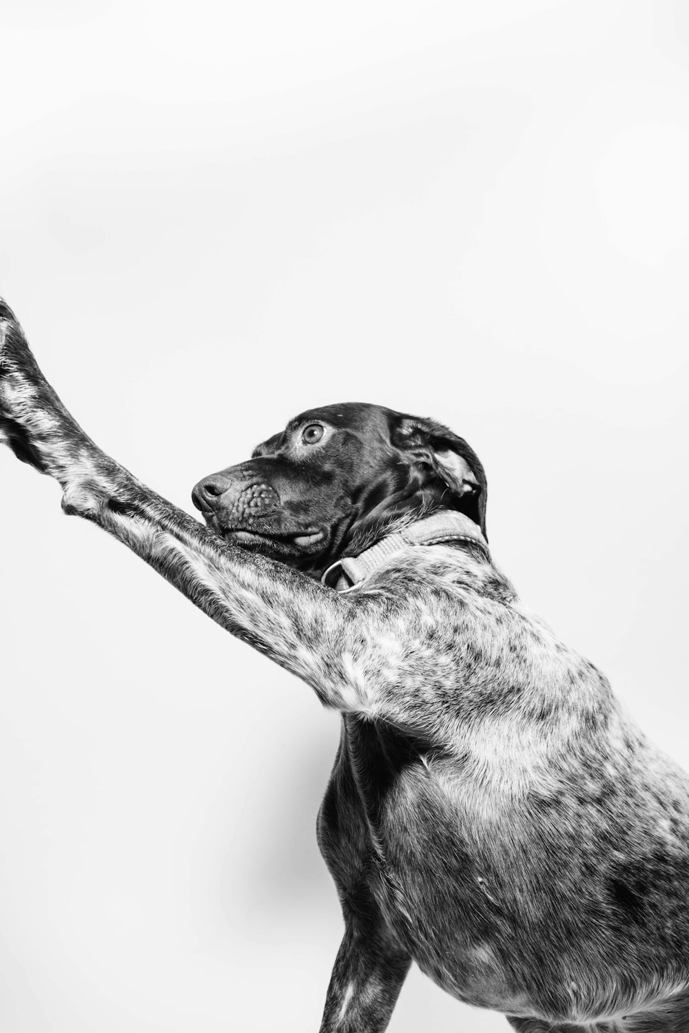 grayscale photography of short-coated dog