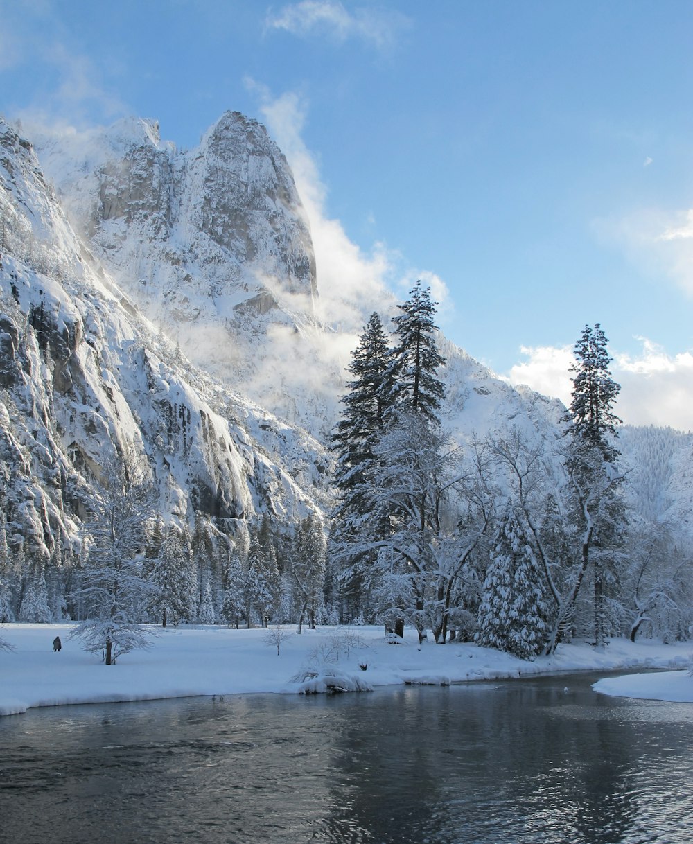 icy mountain and pine trees