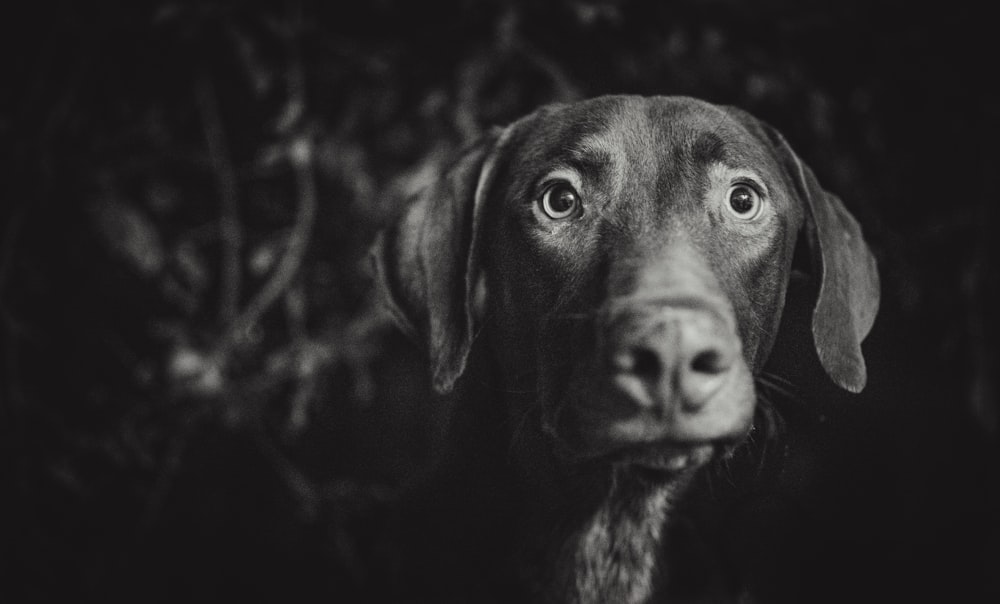 a black and white photo of a dog