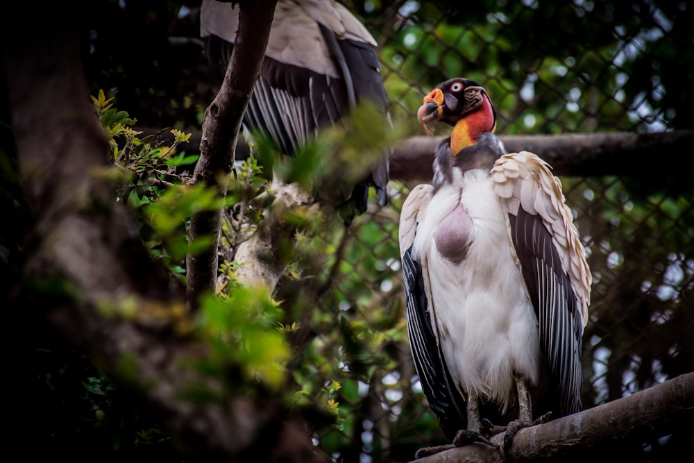 bird on tree