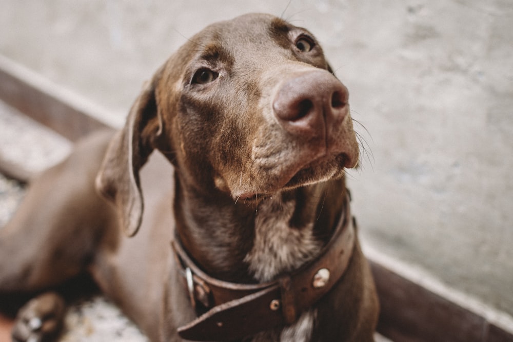 brown short-coated dog lying beside wall