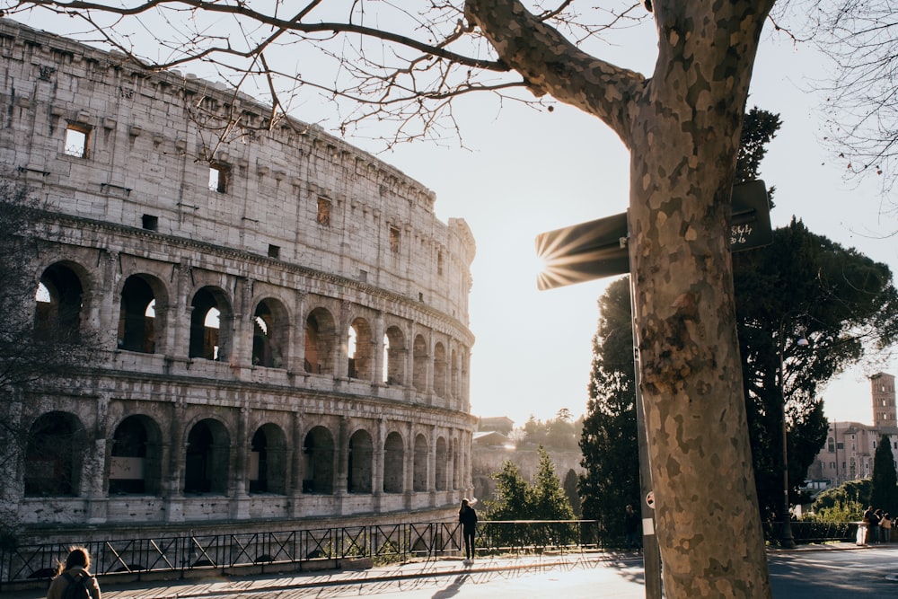 leafless tree near the Coliseum