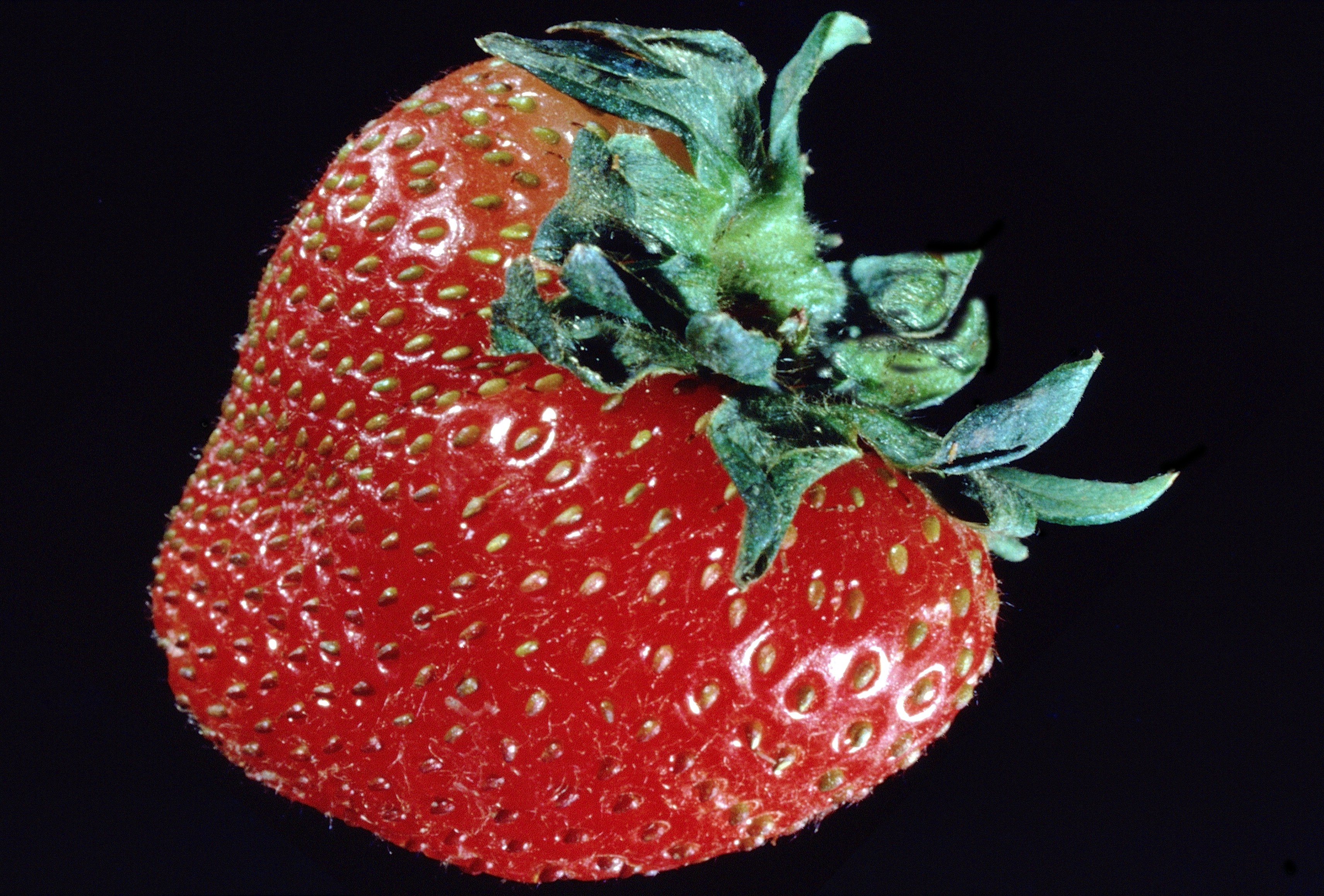 Fresh Strawberries Pack