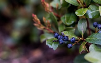 Close-up of fresh blueberries showing deep blue color rich in antioxidants