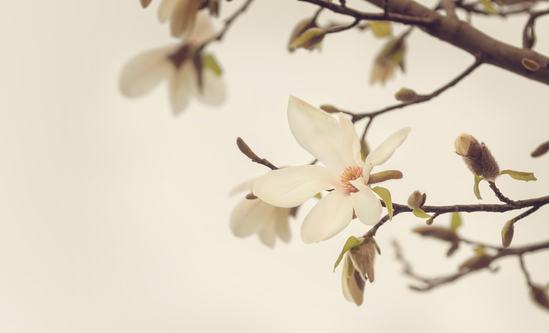 Magnolia : quand planter pour quel résultat ?
