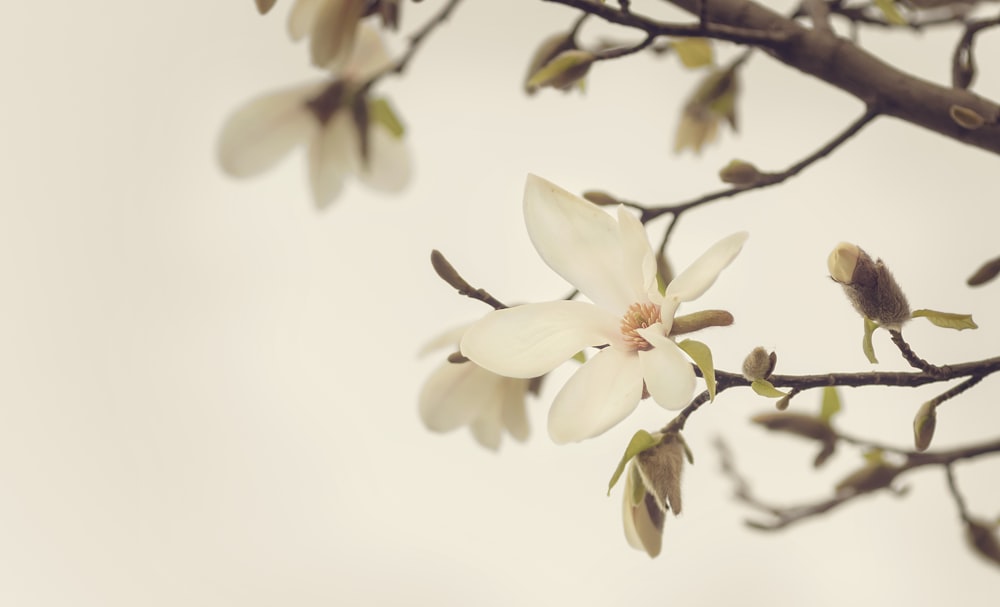 Fotografía de primer plano de flor de pétalos blancos