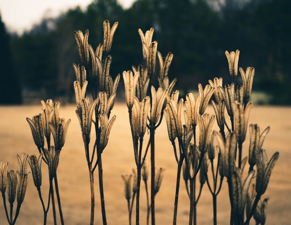 Yellow flowers photo – Free Plant Image on Unsplash