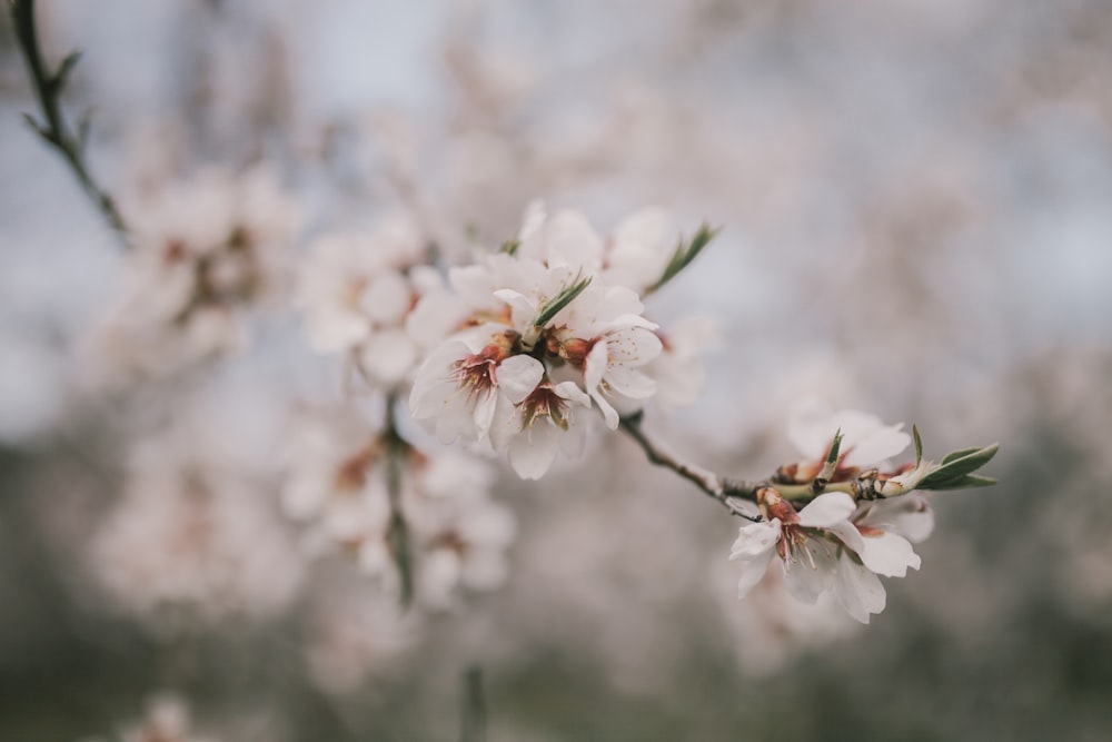 close-up photography of cherry blossom tree