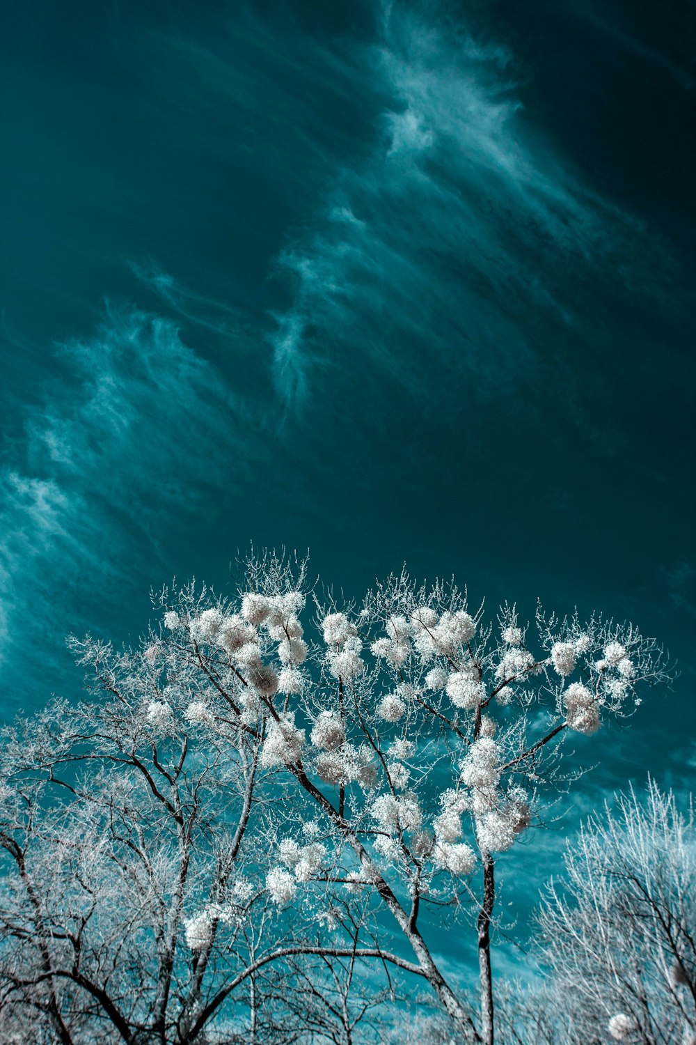 white flowering tree