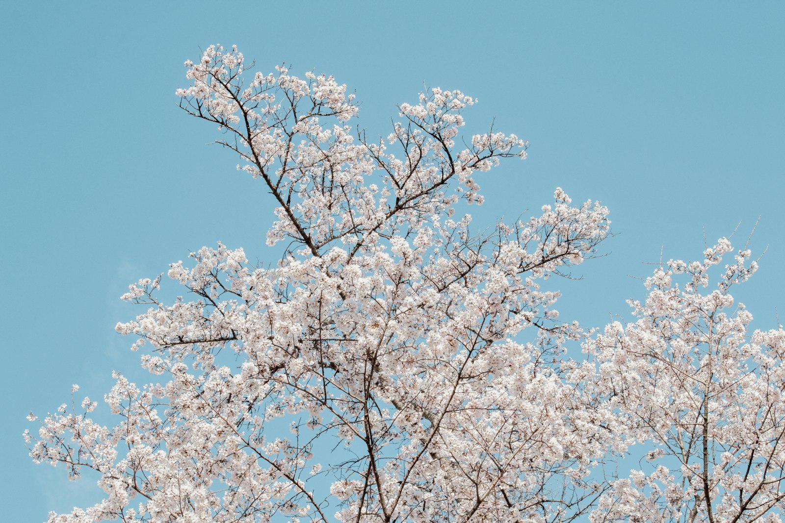 Canon EOS 70D + Canon EF 24-105mm F4L IS USM sample photo. White trees photography