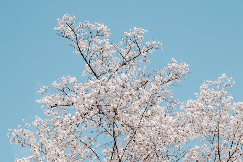 white trees