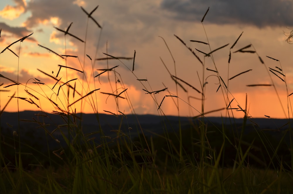 grassy field on sunset