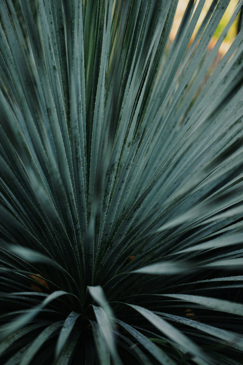 fotografia de foco seletivo de planta de folhas verdes