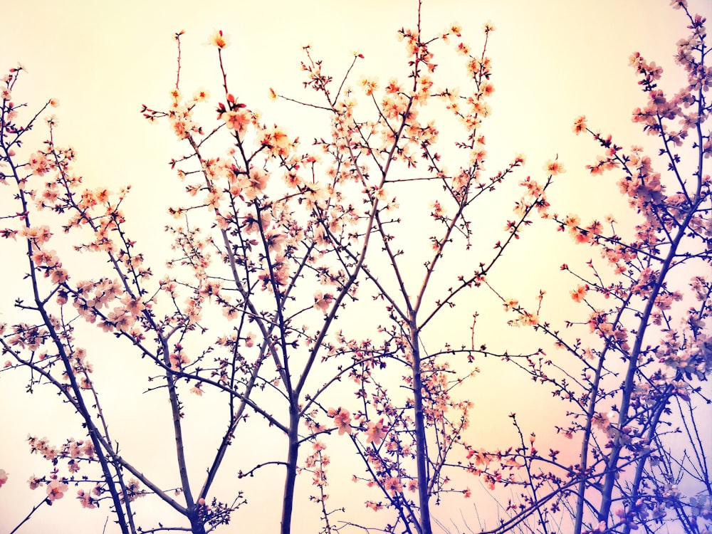 low angle photography of trees