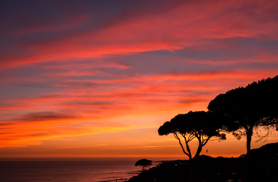 trees at the shore during golden hour