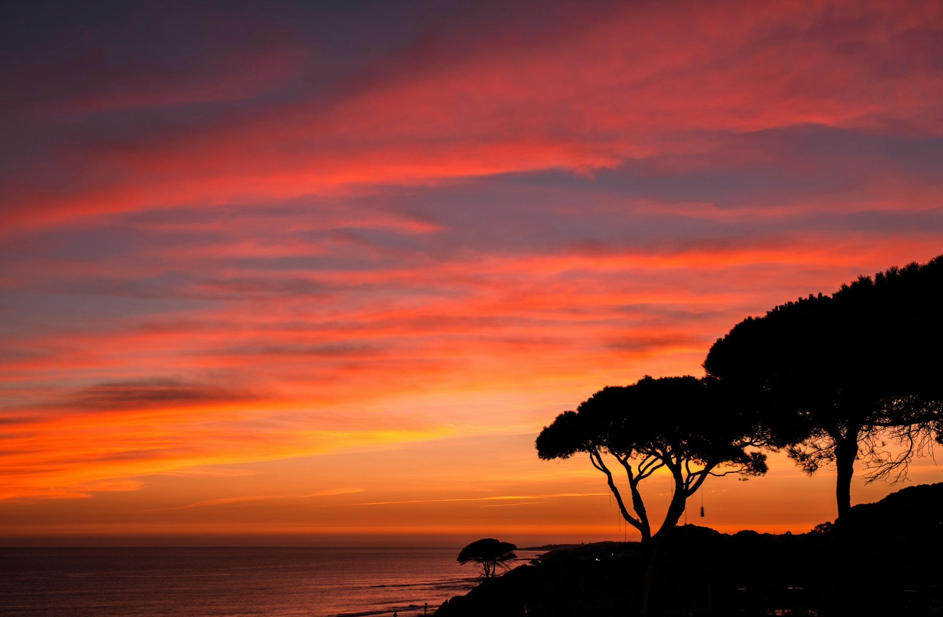 trees at the shore during golden hour