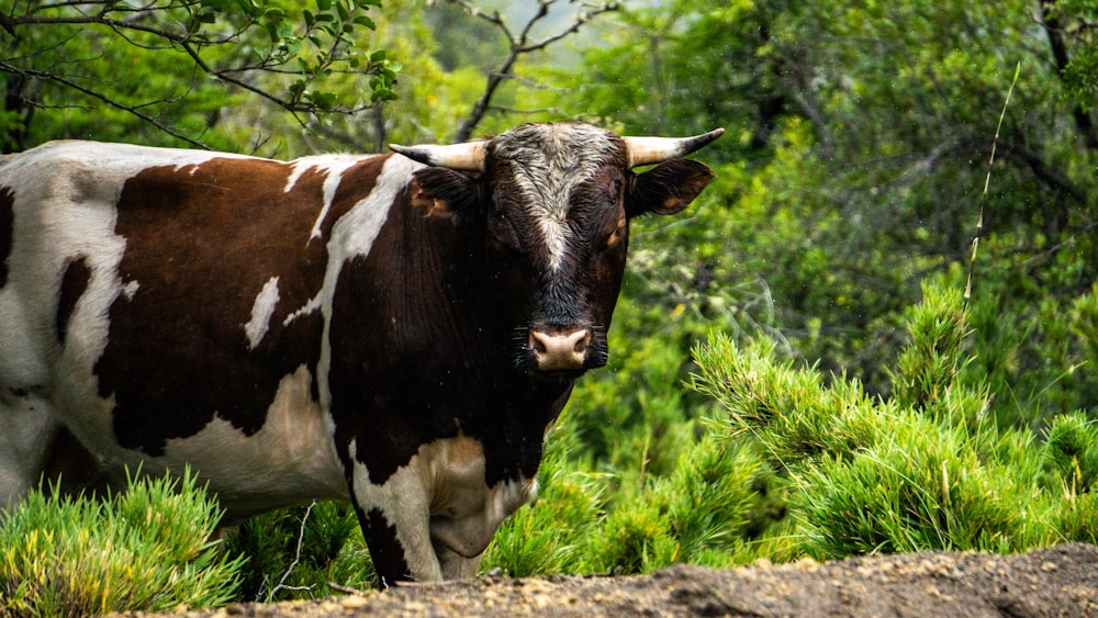 brown and white cow