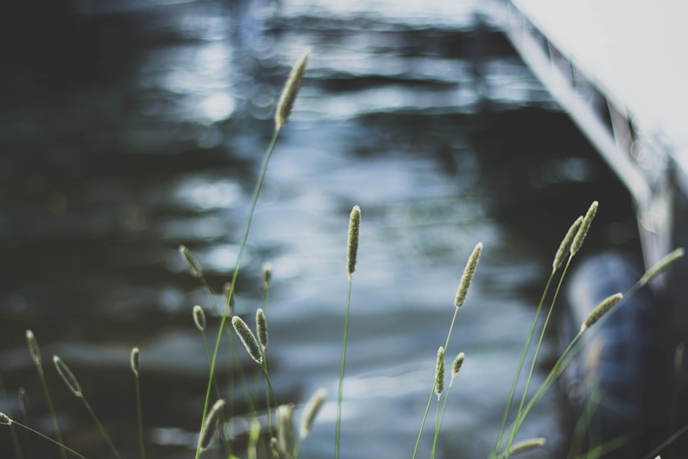 selective focus photography of green grass