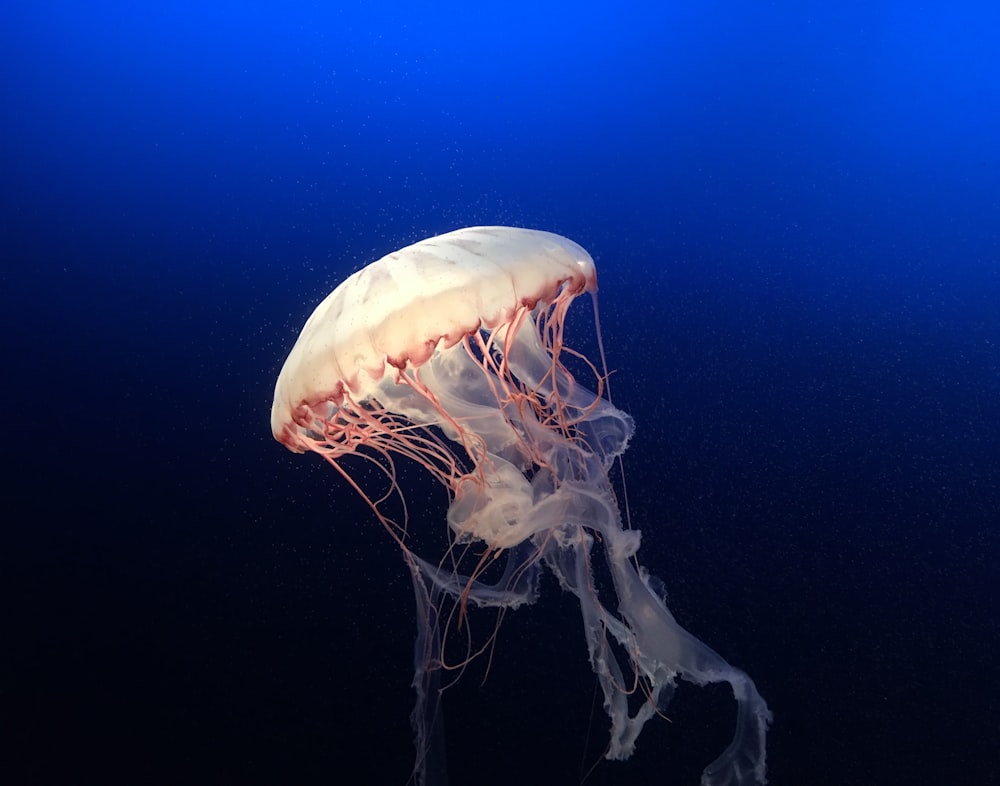 Ilustración de medusas