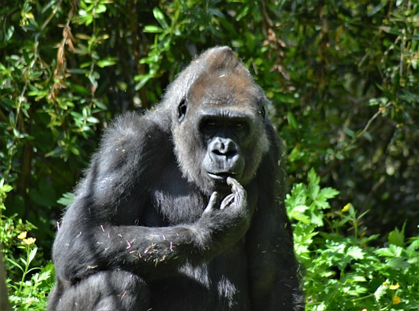 A gorilla sits amidst lush greenery, with its hand raised to its chin, giving a thoughtful or contemplative look. The surrounding foliage is dense, with various shades of green providing a natural backdrop.