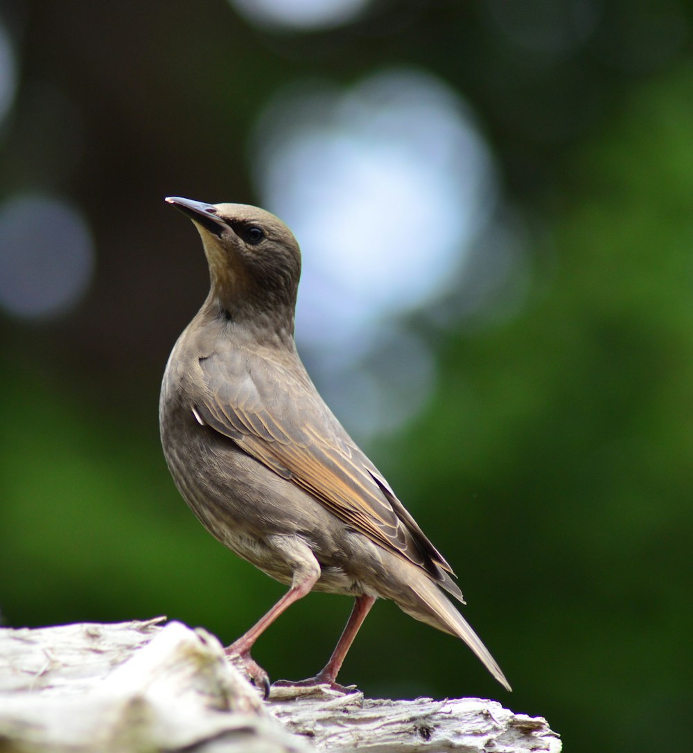 oiseau brun