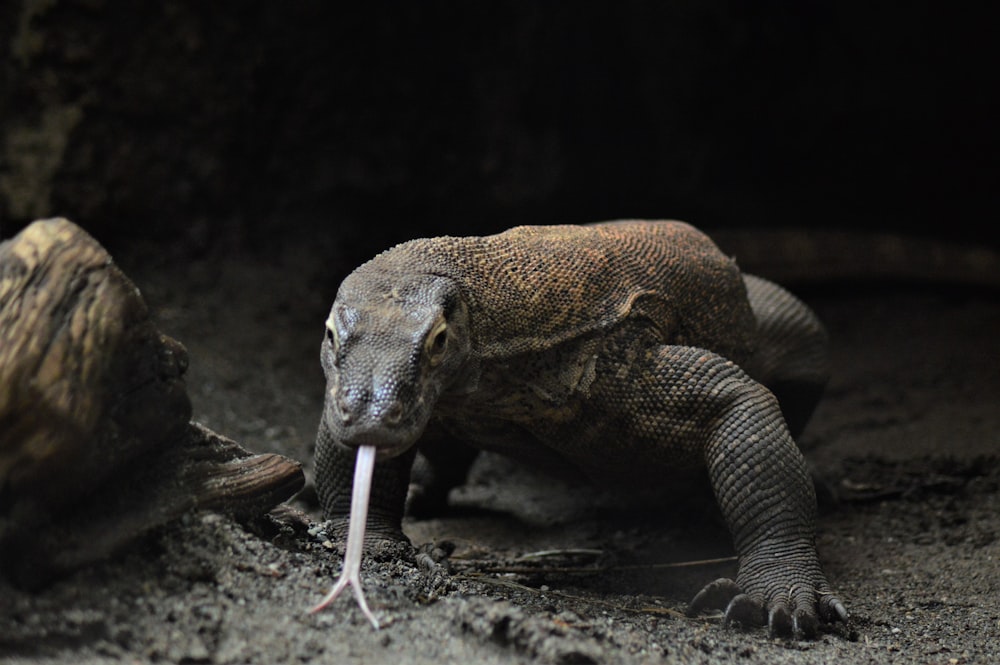 black komodo dragon at daytime