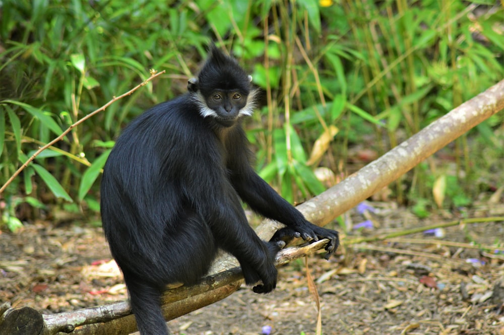 black and white monkey on branch