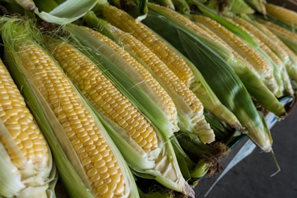 closeup photography of corns