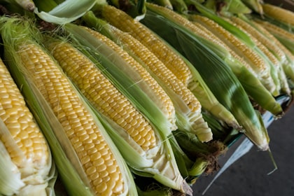 Maize
