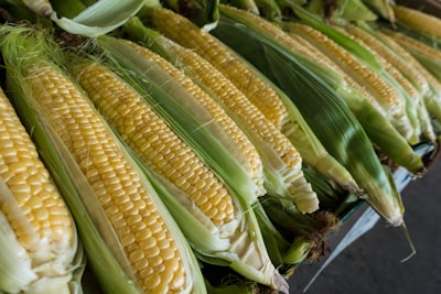 closeup photography of corns sweet corn teams background